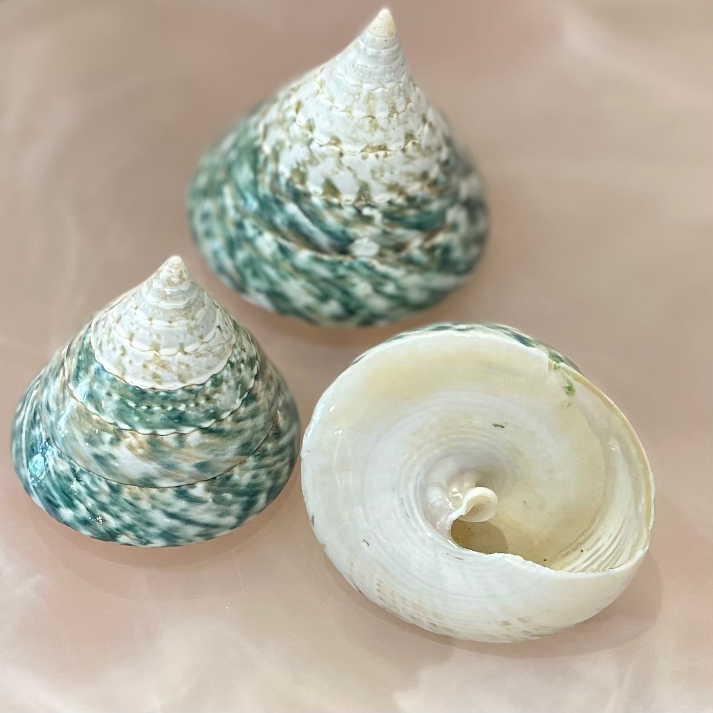 Sea Shell | Tectus Pyramis Pearlised 6cm
