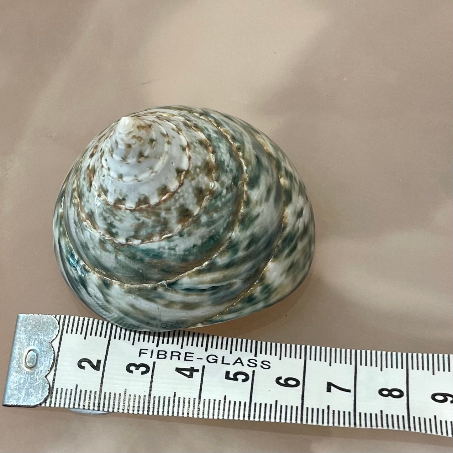 Sea Shell | Tectus Pyramis Pearlised 6cm