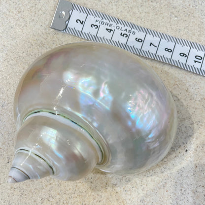 Sea Shell | Turbos Imperiales Pearlised 8-10cm