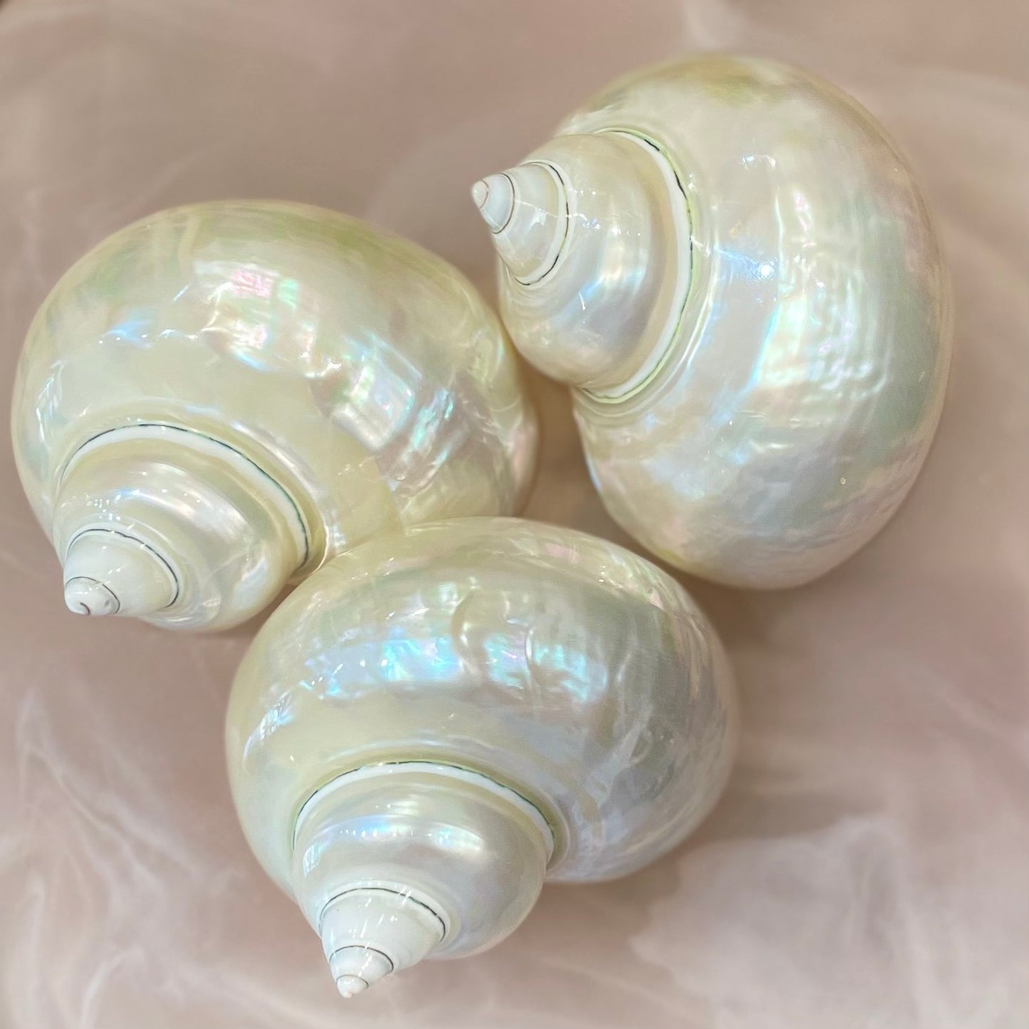 Sea Shell | Turbos Imperiales Pearlised 8-10cm