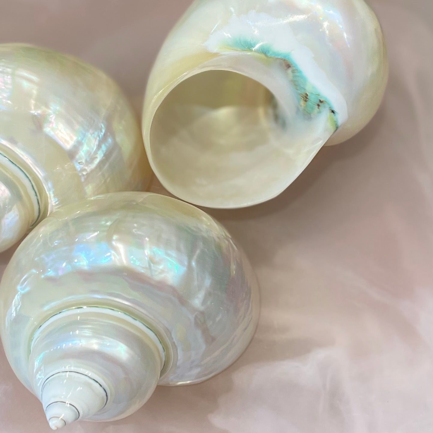 Sea Shell | Turbos Imperiales Pearlised 8-10cm