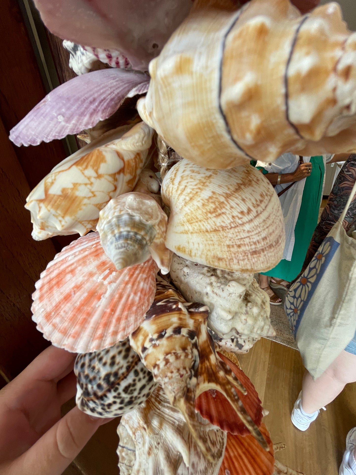 Loloma Shell Cluster Hanging - Large