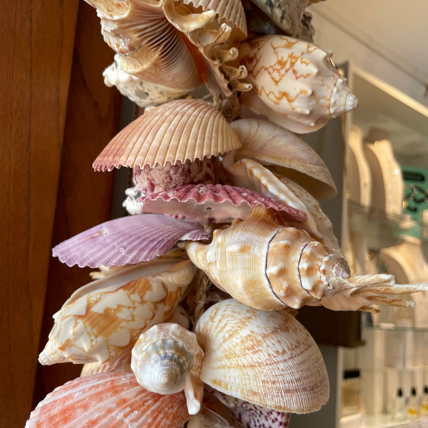 Loloma Shell Cluster Hanging - Large