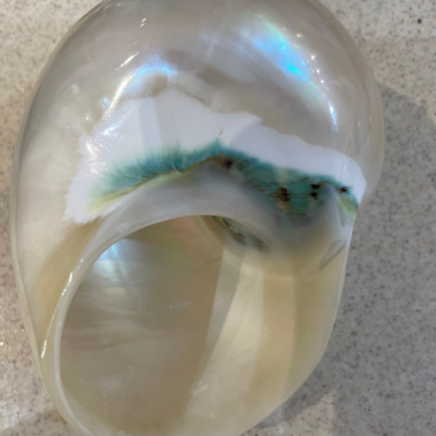 Sea Shell | Turbos Imperiales Pearlised 8-10cm