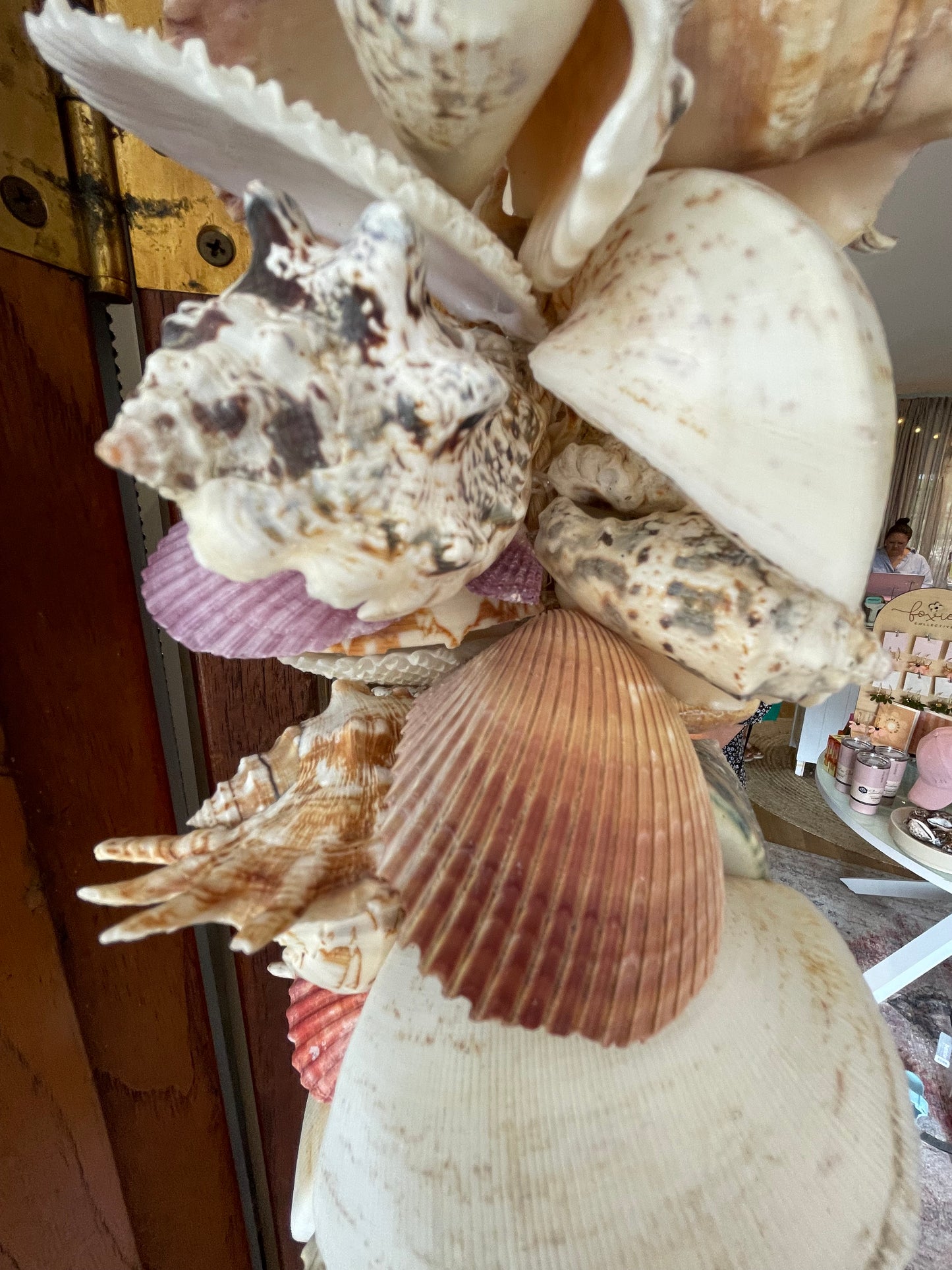 Loloma Shell Cluster Hanging - Large