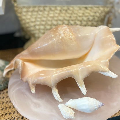 Florida Large Sea Shell | Lambis Truncata