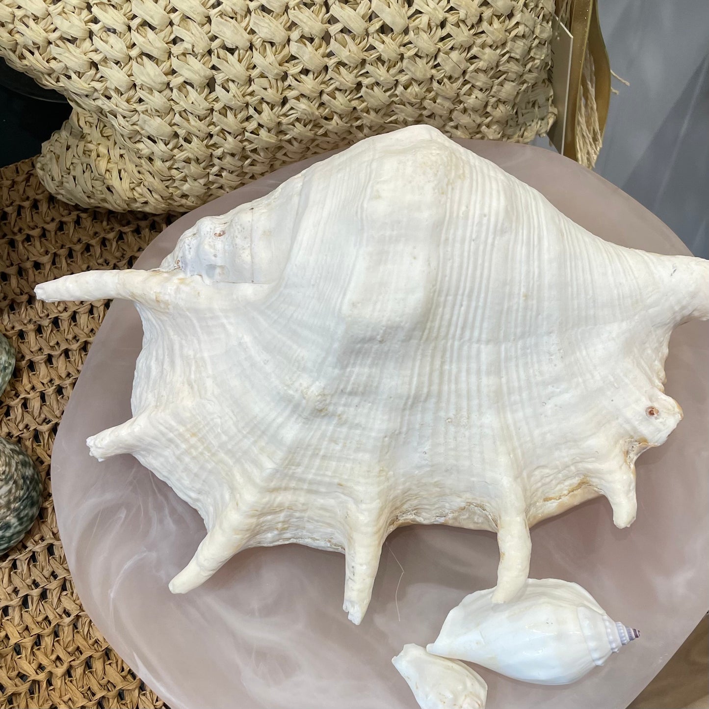 Florida Large Sea Shell | Lambis Truncata