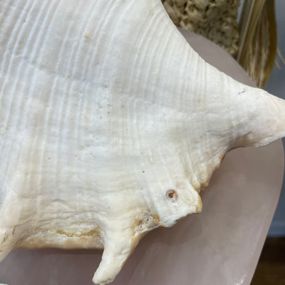 Florida Large Sea Shell | Lambis Truncata