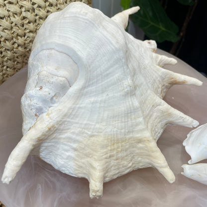 Florida Large Sea Shell | Lambis Truncata