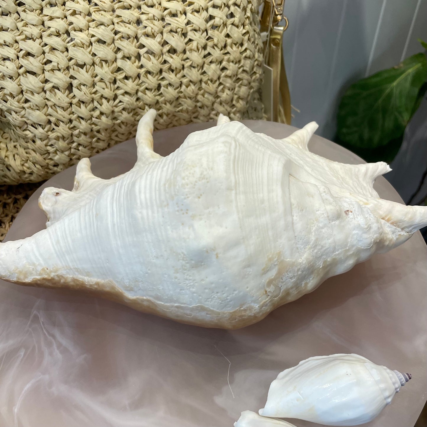 Florida Large Sea Shell | Lambis Truncata