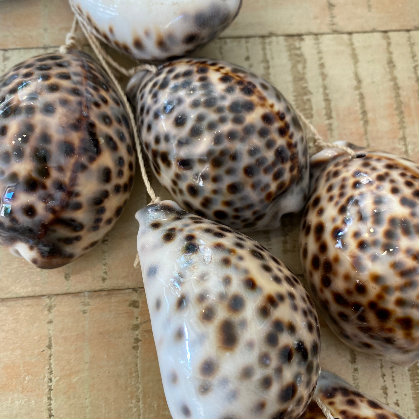 Tiger Cowrie Shell Rope Hanging